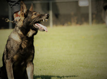 Load image into Gallery viewer, K9 Coffee BIG BARK Dark Roast Organic Coffee