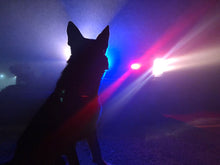 Load image into Gallery viewer, K9 Coffee GUARDIANS of the NIGHT Organic Espresso Roast