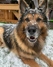Load image into Gallery viewer, K9 Coffee AWAY ON LEAVE Holiday Edition Medium/Dark Roast Organic Coffee