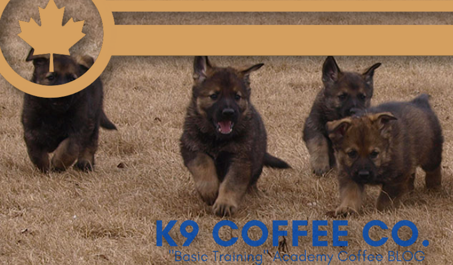 The K9 Coffee "Basic Training" Academy